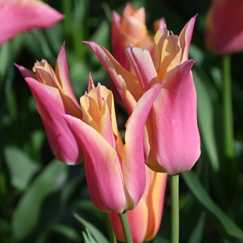 Tulipa 'Marianne' Tulipa 'Marianne'