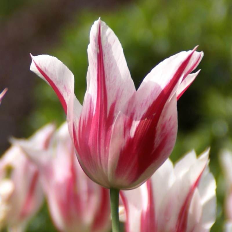Tulipa 'Marilyn' Tulipa 'Marilyn'