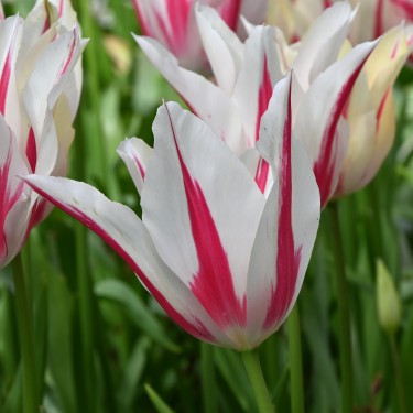 Tulipa 'Marilyn' Tulipa 'Marilyn'