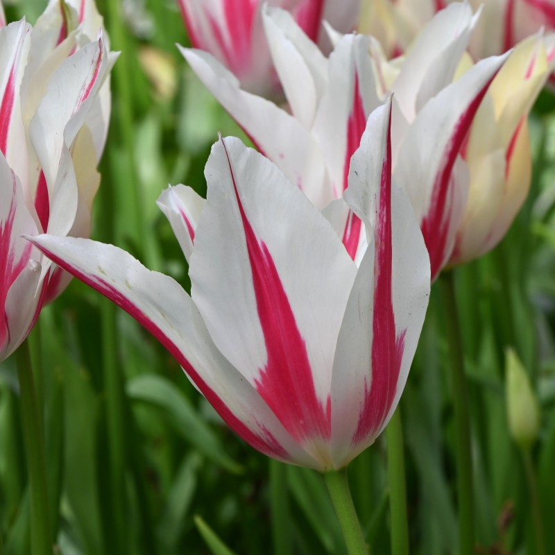 Tulipa 'Marilyn' Tulipa 'Marilyn'