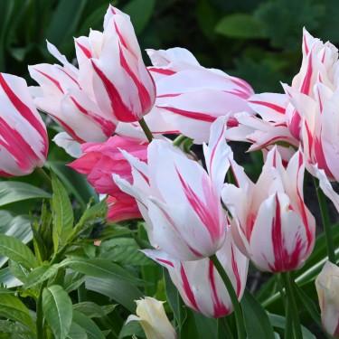 Tulipa 'Marilyn' Tulipa 'Marilyn'