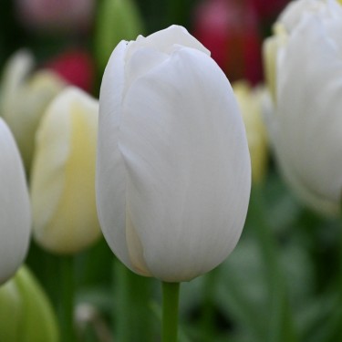 Tulipa 'Maureen' Tulipa 'Maureen'