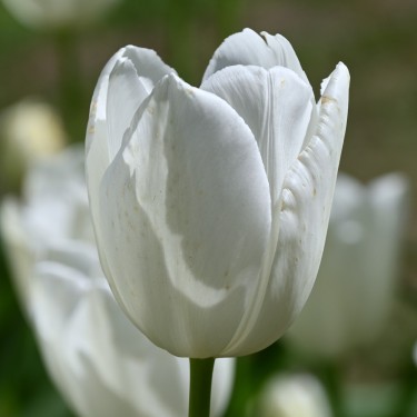 Tulipa 'Maureen' Tulipa 'Maureen'