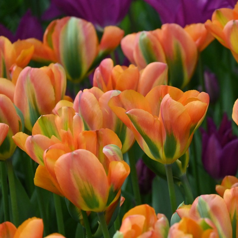 Tulipa 'Orange Marmelade' Tulipa 'Orange Marmelade'