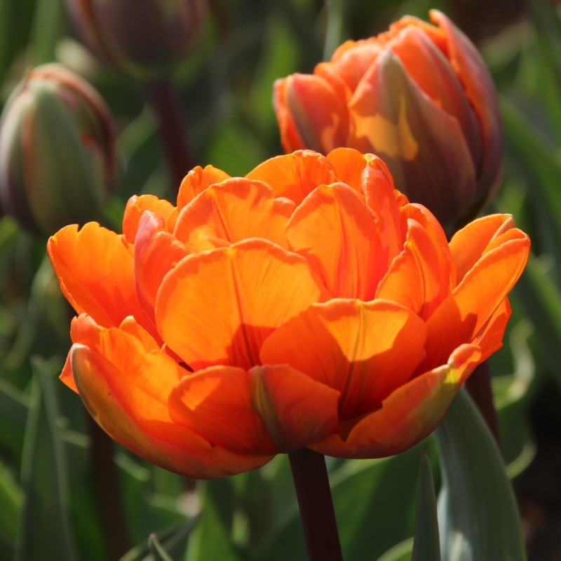 Tulipa 'Orange Princess' Tulipa 'Orange Princess'