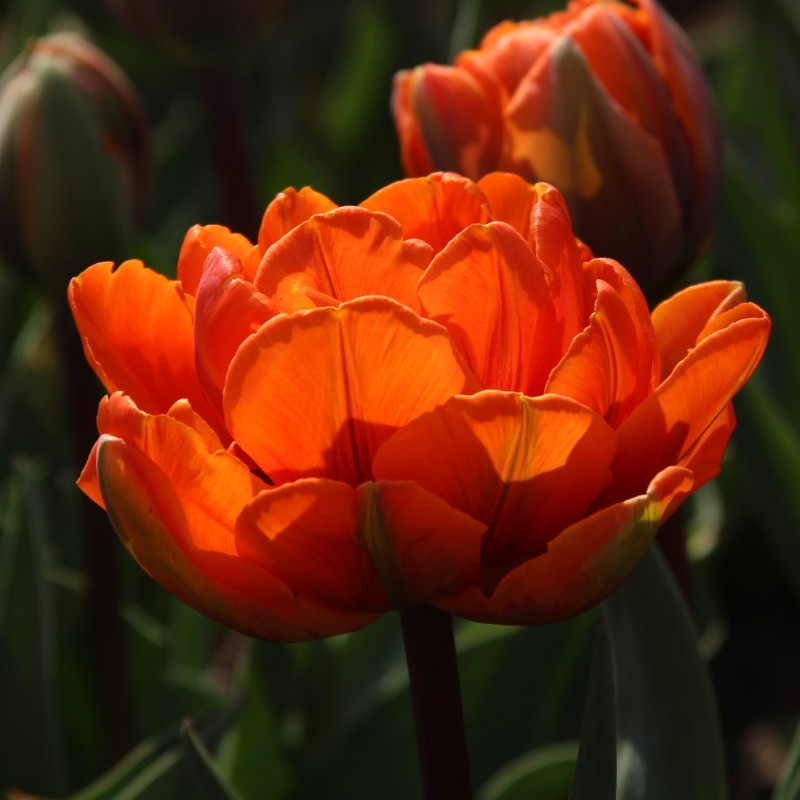 Tulipa 'Orange Princess' Tulipa 'Orange Princess'