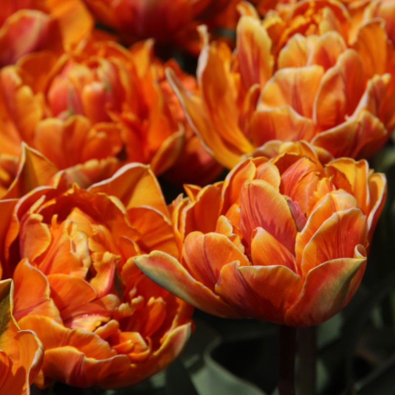 Tulipa 'Orange Princess' Tulipa 'Orange Princess'
