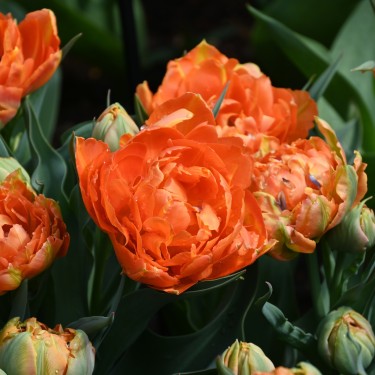 Tulipa 'Orca' Tulipa 'Orca'
