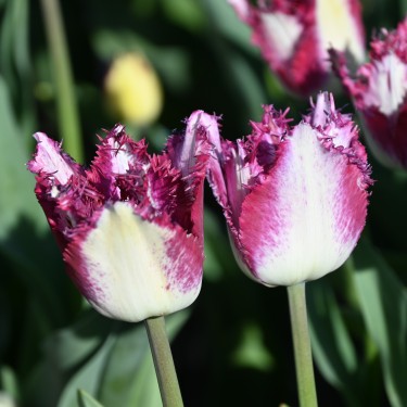 Tulipa 'Passion Play' Tulipa 'Passion Play'