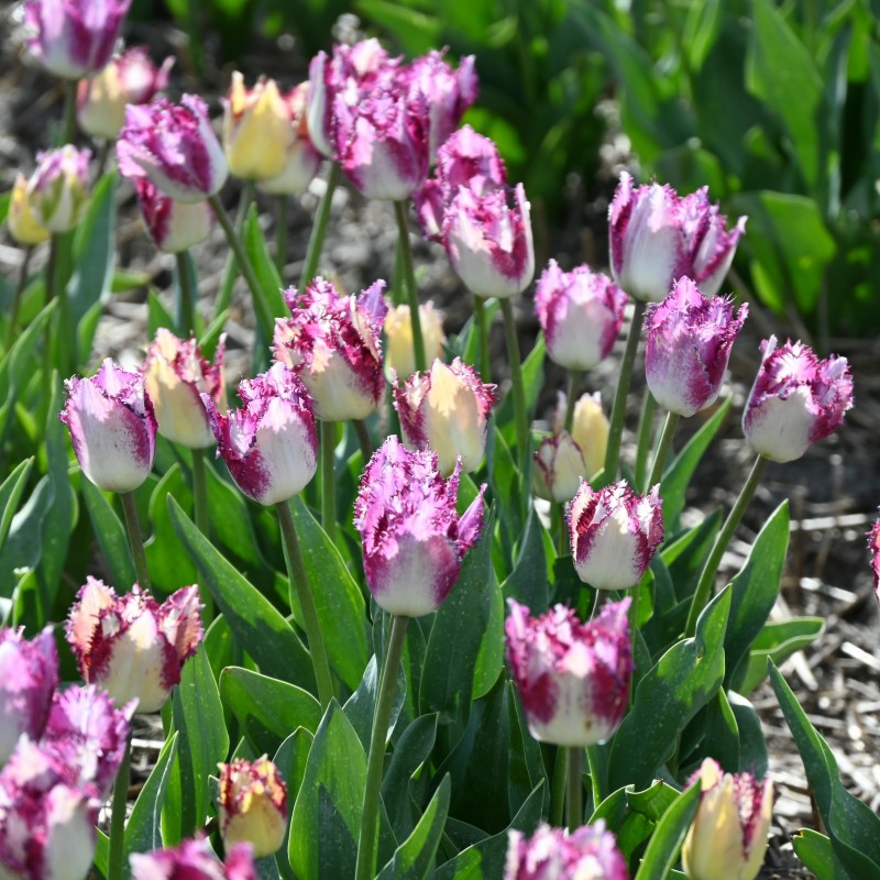 Tulipa 'Passion Play' Tulipa 'Passion Play'