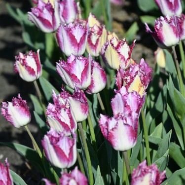 Tulipa 'Passion Play' Tulipa 'Passion Play'
