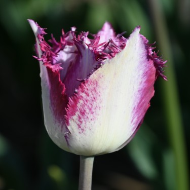 Tulipa 'Passion Play' Tulipa 'Passion Play'
