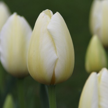 Tulipa 'Pays Bas' Tulipa 'Pays Bas'