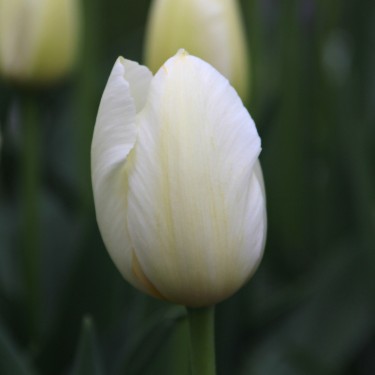 Tulipa 'Pays Bas' Tulipa 'Pays Bas'