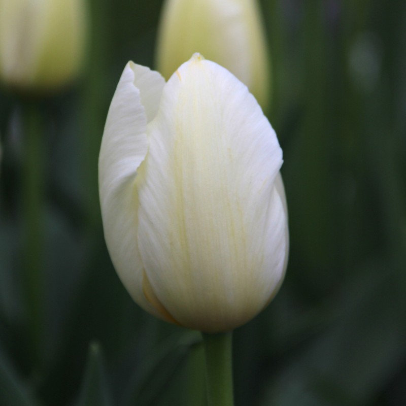 Tulipa 'Pays Bas' Tulipa 'Pays Bas'