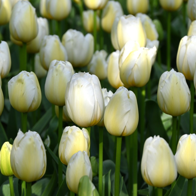 Tulipa 'Pays Bas' Tulipa 'Pays Bas'