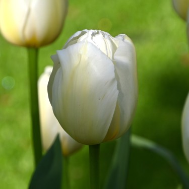 Tulipa 'Pays Bas' Tulipa 'Pays Bas'