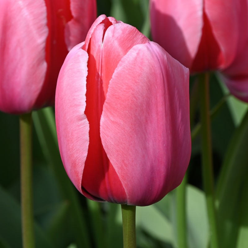 Tulipa 'Pink Impression' Tulipa 'Pink Impression'