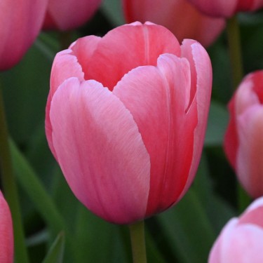 Tulipa 'Pink Impression' Tulipa 'Pink Impression'