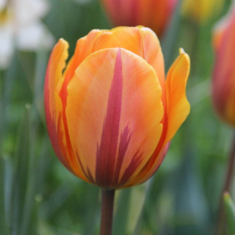 Tulipa 'Prinses Irene' Tulipa 'Prinses Irene'