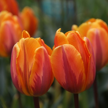 Tulipa 'Prinses Irene' Tulipa 'Prinses Irene'