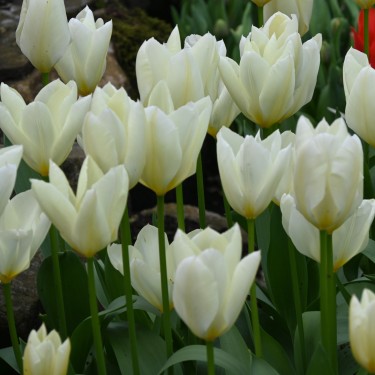 Tulipa 'Purissima' Tulipa 'Purissima'