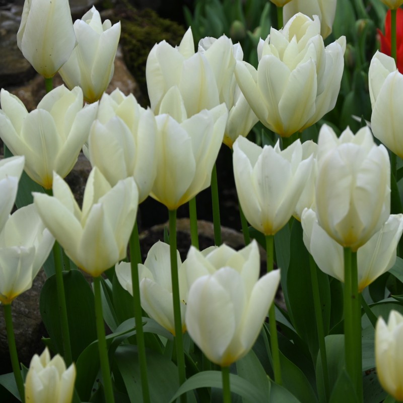 Tulipa 'Purissima' Tulipa 'Purissima'