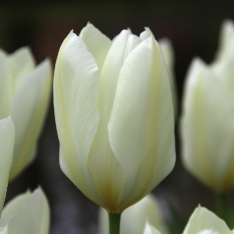 Tulipa 'Purissima' Tulipa 'Purissima'
