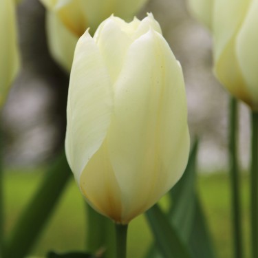 Tulipa 'Purissima' Tulipa 'Purissima'