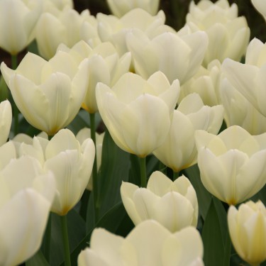 Tulipa 'Purissima' Tulipa 'Purissima'