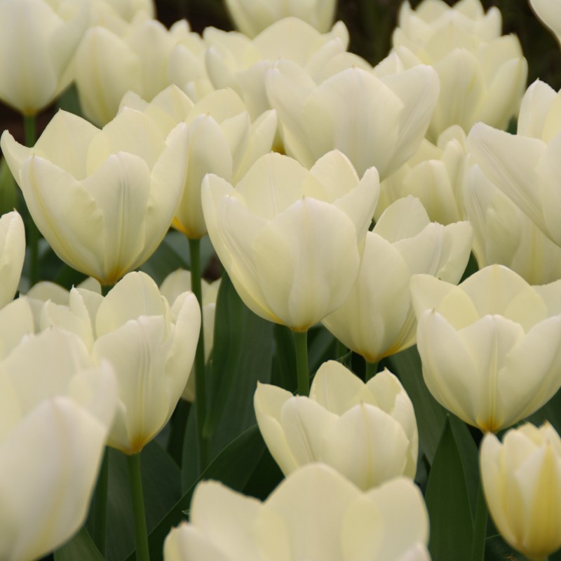 Tulipa 'Purissima' Tulipa 'Purissima'