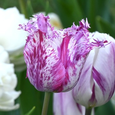 Tulipa 'Purple Circus' Tulipa 'Purple Circus'