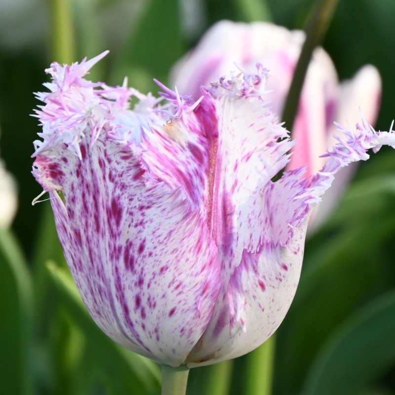Tulipa 'Purple Circus' Tulipa 'Purple Circus'