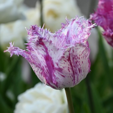 Tulipa 'Purple Circus' Tulipa 'Purple Circus'