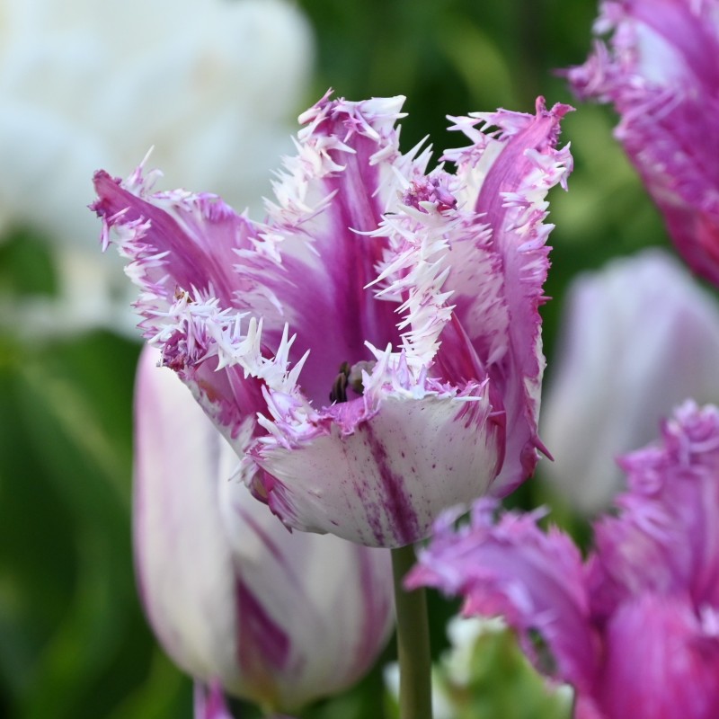 Tulipa 'Purple Circus' Tulipa 'Purple Circus'