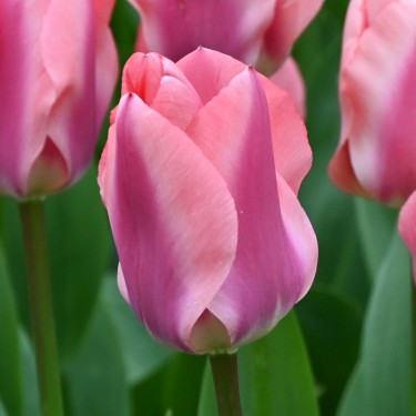 Tulipa 'Purple Purissima' Tulipa 'Purple Purissima'