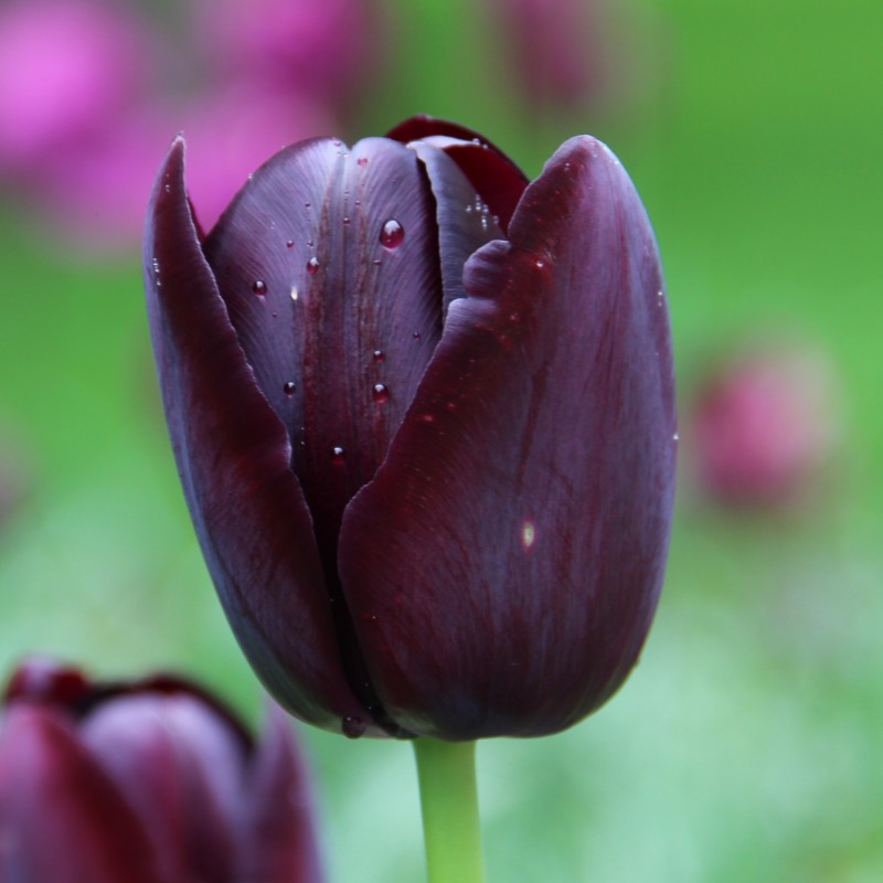 Tulipa 'Queen of Night' Tulipa 'Queen of Night'