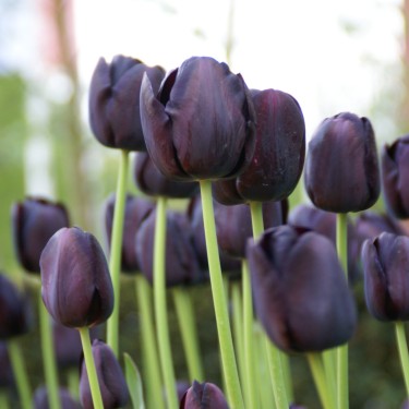 Tulipa 'Queen of Night' Tulipa 'Queen of Night'
