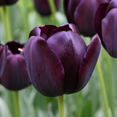 Tulipa 'Queen of Night' Tulipa 'Queen of Night'