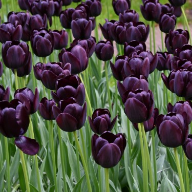 Tulipa 'Queen of Night' Tulipa 'Queen of Night'
