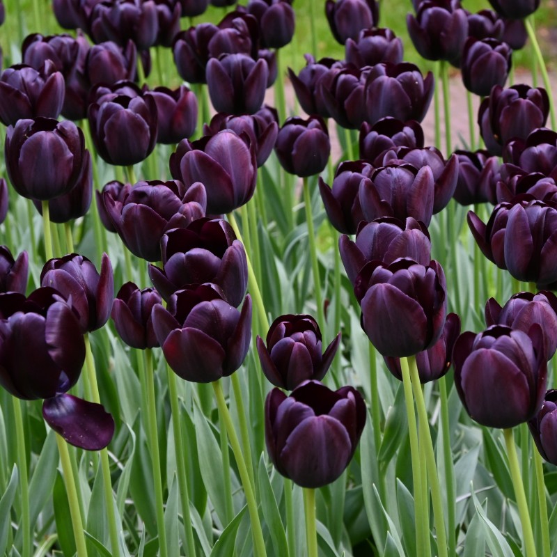 Tulipa 'Queen of Night' Tulipa 'Queen of Night'
