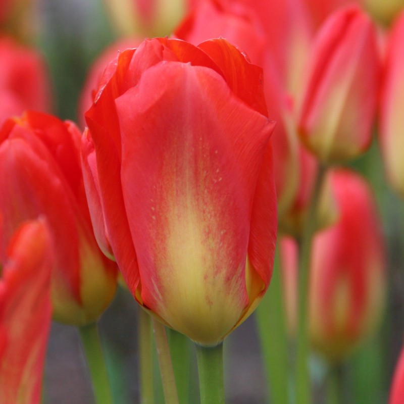 Tulipa 'Red Alert' Tulipa 'Red Alert'
