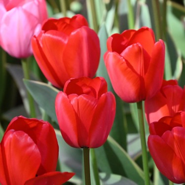 Tulipa 'Red Impression' Tulipa 'Red Impression'