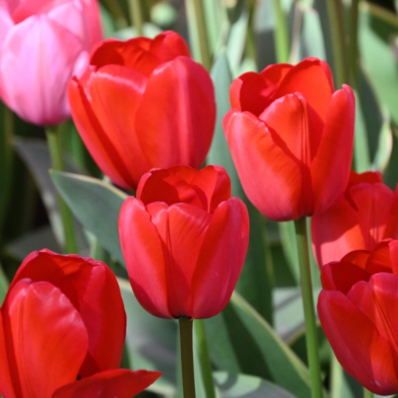 Tulipa 'Red Impression' Tulipa 'Red Impression'