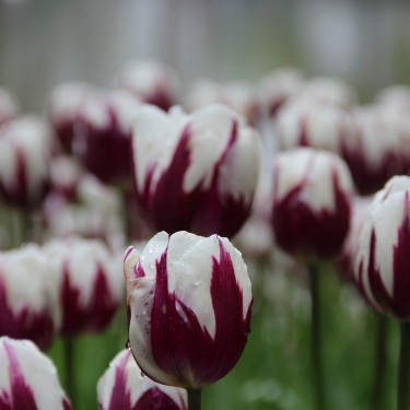 Tulipa 'Rem's Favourite' Tulipa 'Rem's Favourite'