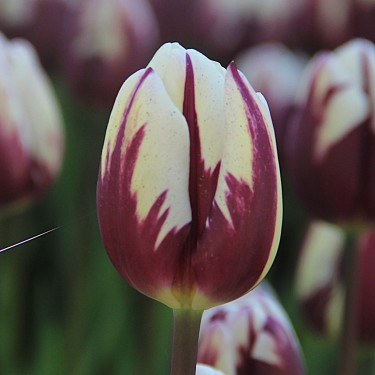 Tulipa 'Rem's Favourite' Tulipa 'Rem's Favourite'