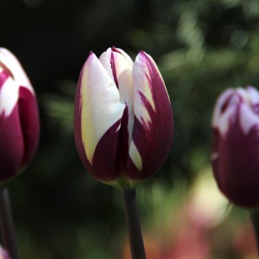 Tulipa 'Rem's Favourite' Tulipa 'Rem's Favourite'