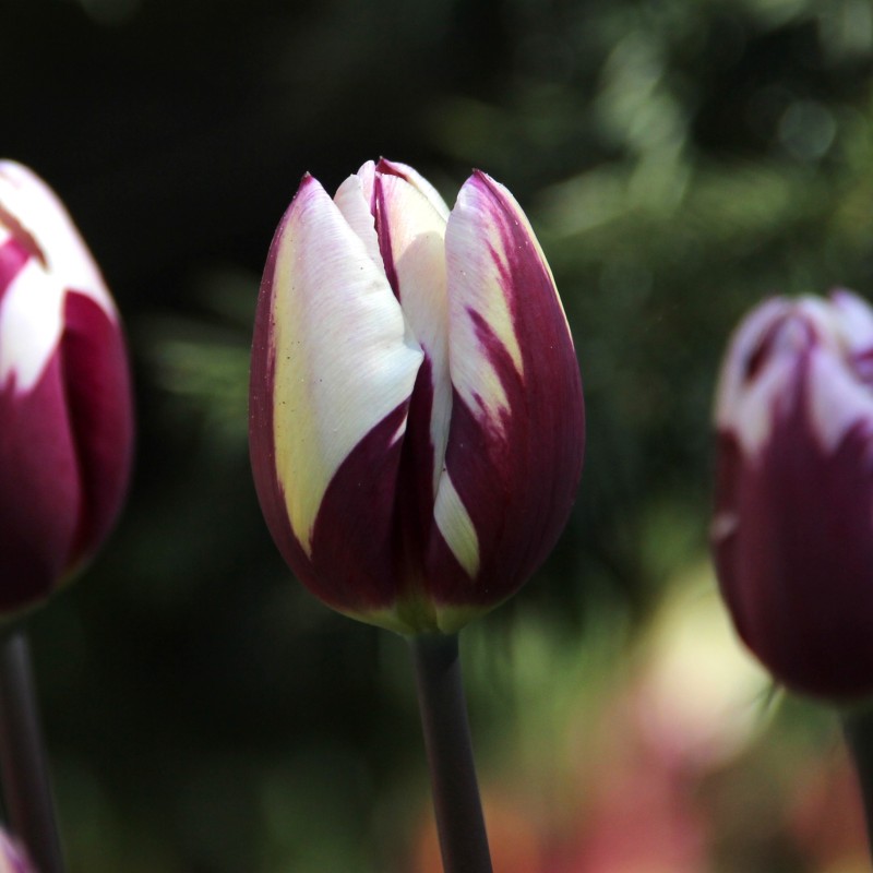 Tulipa 'Rem's Favourite' Tulipa 'Rem's Favourite'