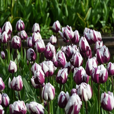 Tulipa 'Rem's Favourite' Tulipa 'Rem's Favourite'