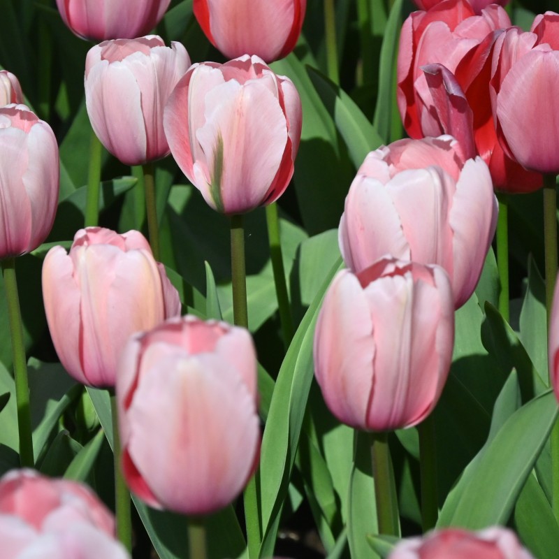 Tulipa 'Salmon Impression' Tulipa 'Salmon Impression'